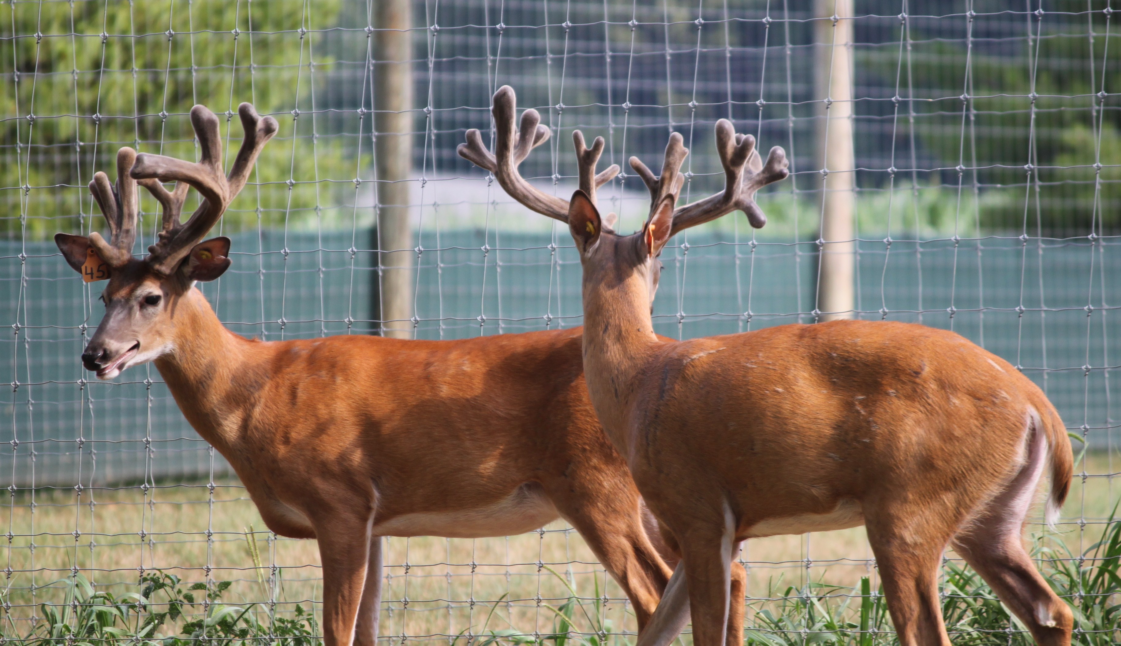 Superior Whitetail Deer For Sale, Breeder Bucks, Stocker Bucks